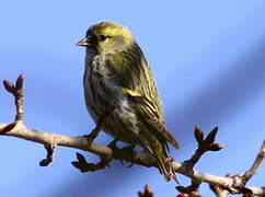 Eurasian Siskin