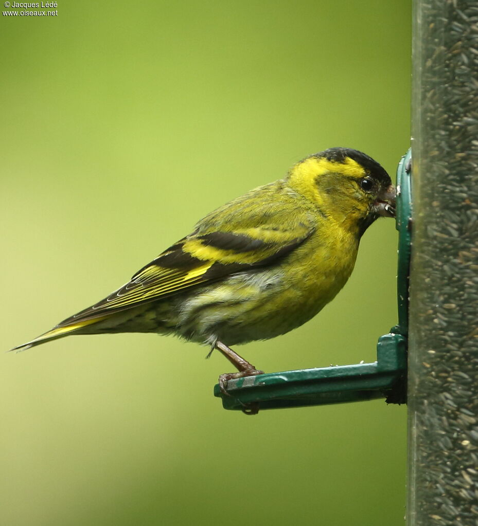 Eurasian Siskin