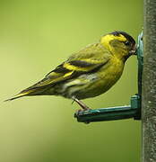 Eurasian Siskin