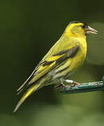 Eurasian Siskin