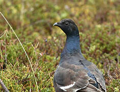 Black Grouse