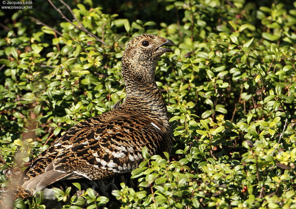 Black Grouse