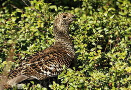 Black Grouse