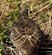 Black Grouse