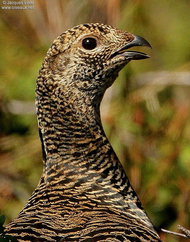 Black Grouse