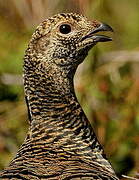 Black Grouse