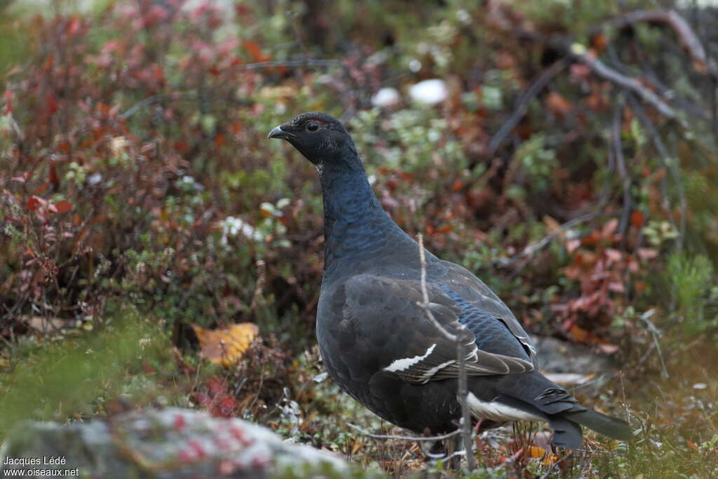 Black Grouse male immature, identification