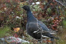 Black Grouse