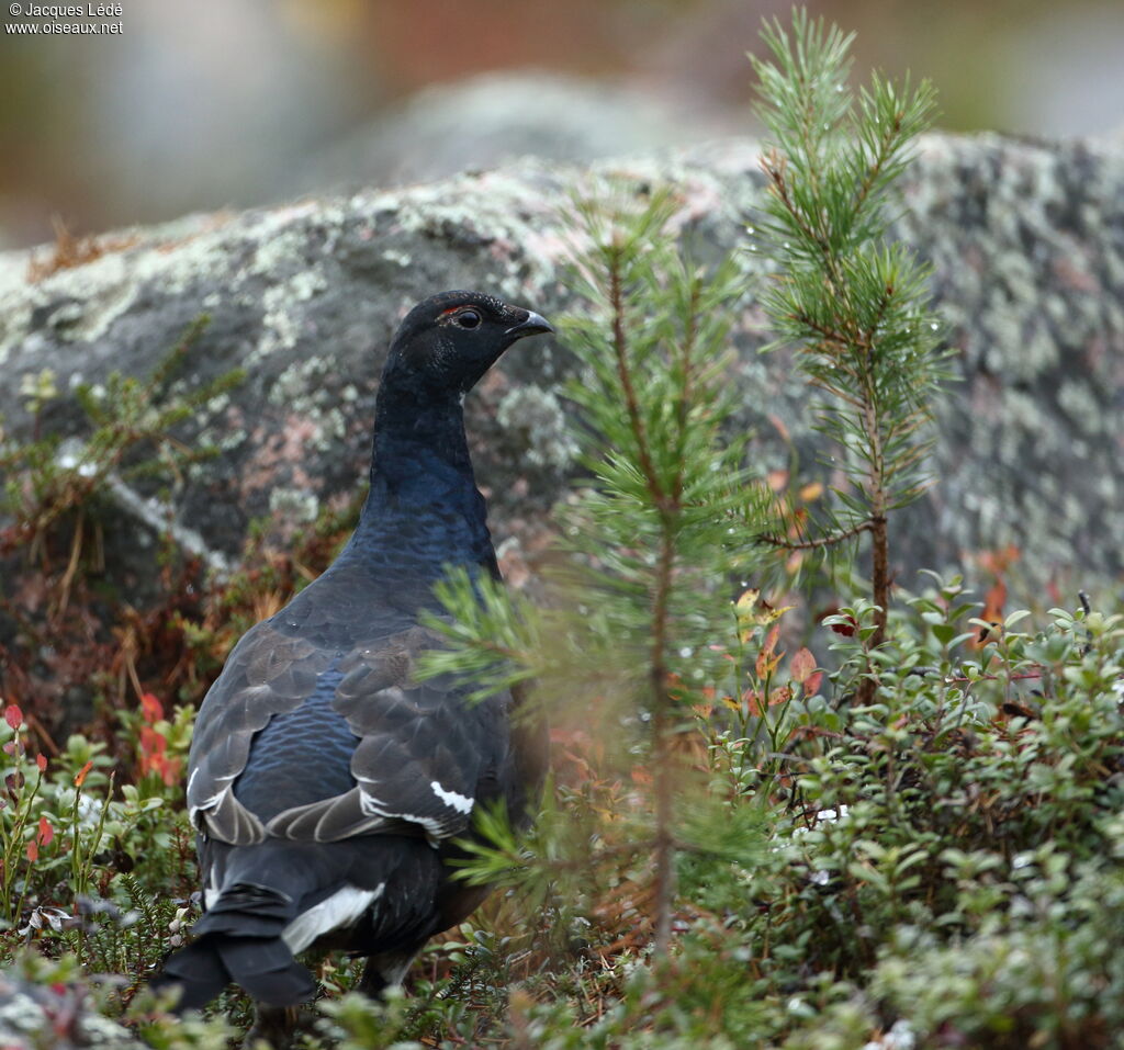 Black Grouse