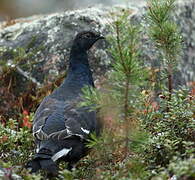 Black Grouse