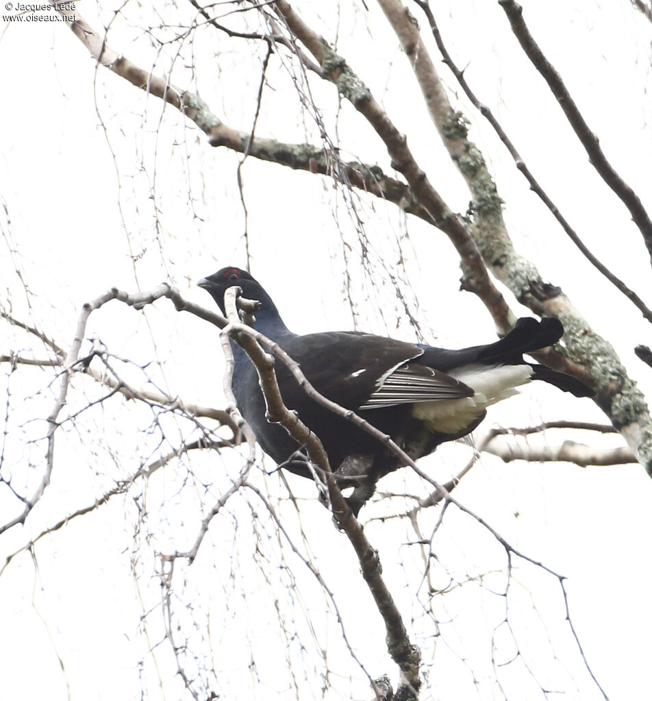 Black Grouse