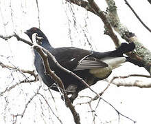 Black Grouse