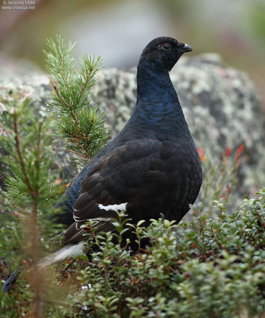 Black Grouse