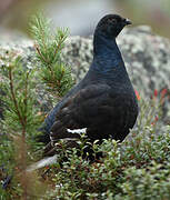 Black Grouse