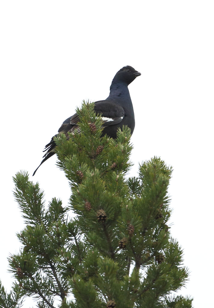 Black Grouse