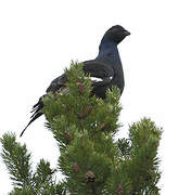 Black Grouse