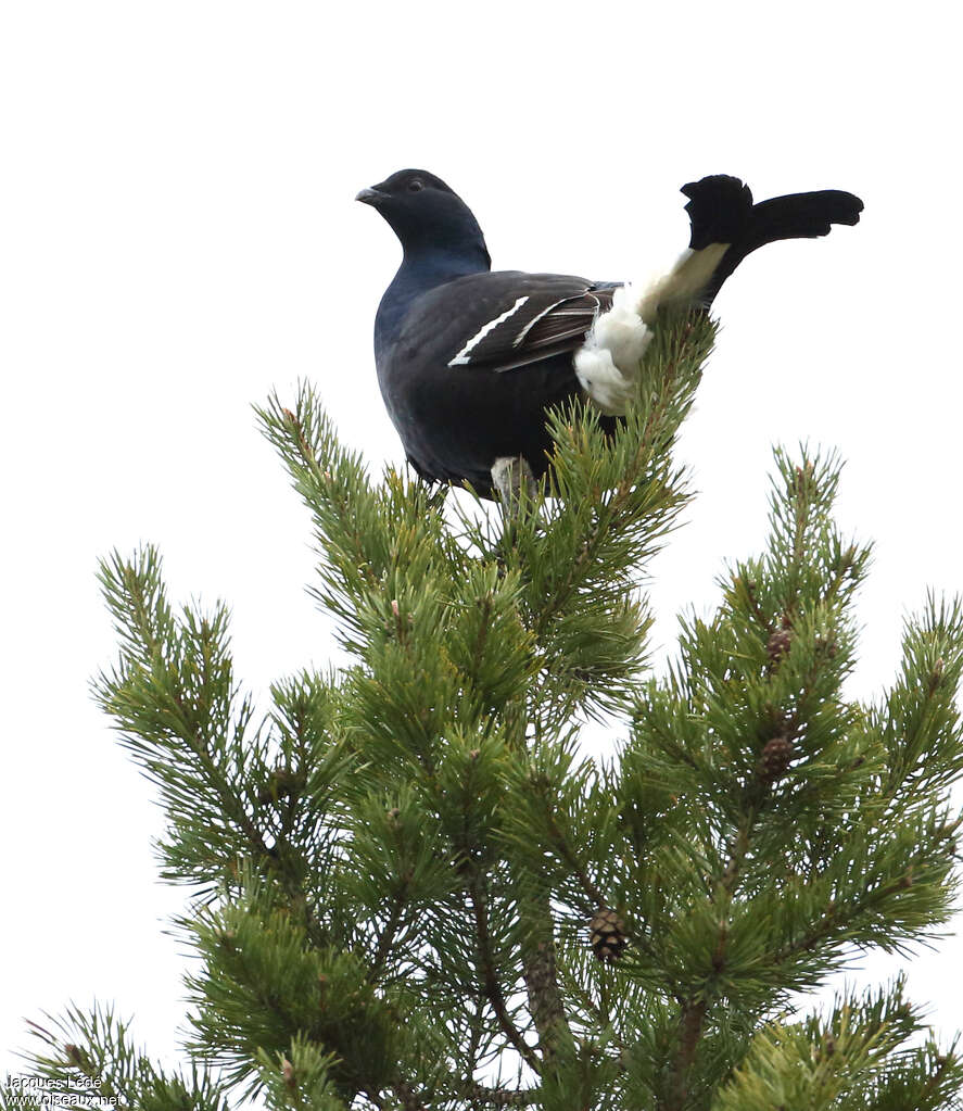 Black Grouse male immature, identification