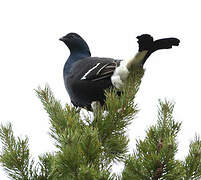 Black Grouse