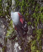 Wallcreeper