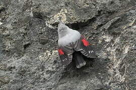 Wallcreeper