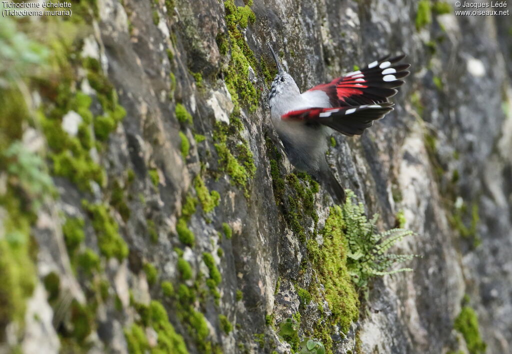 Wallcreeper