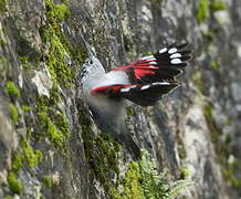 Wallcreeper