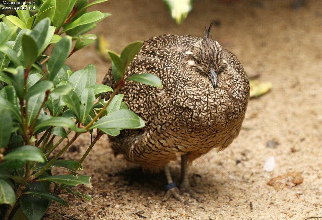 Elegant Crested Tinamou