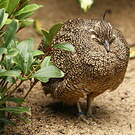 Tinamou élégant