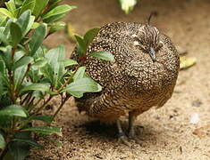 Elegant Crested Tinamou