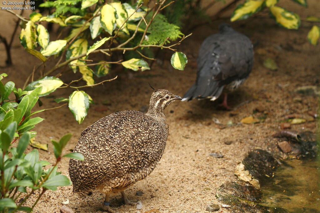 Elegant Crested Tinamou