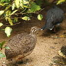 Tinamou élégant