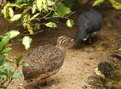 Elegant Crested Tinamou