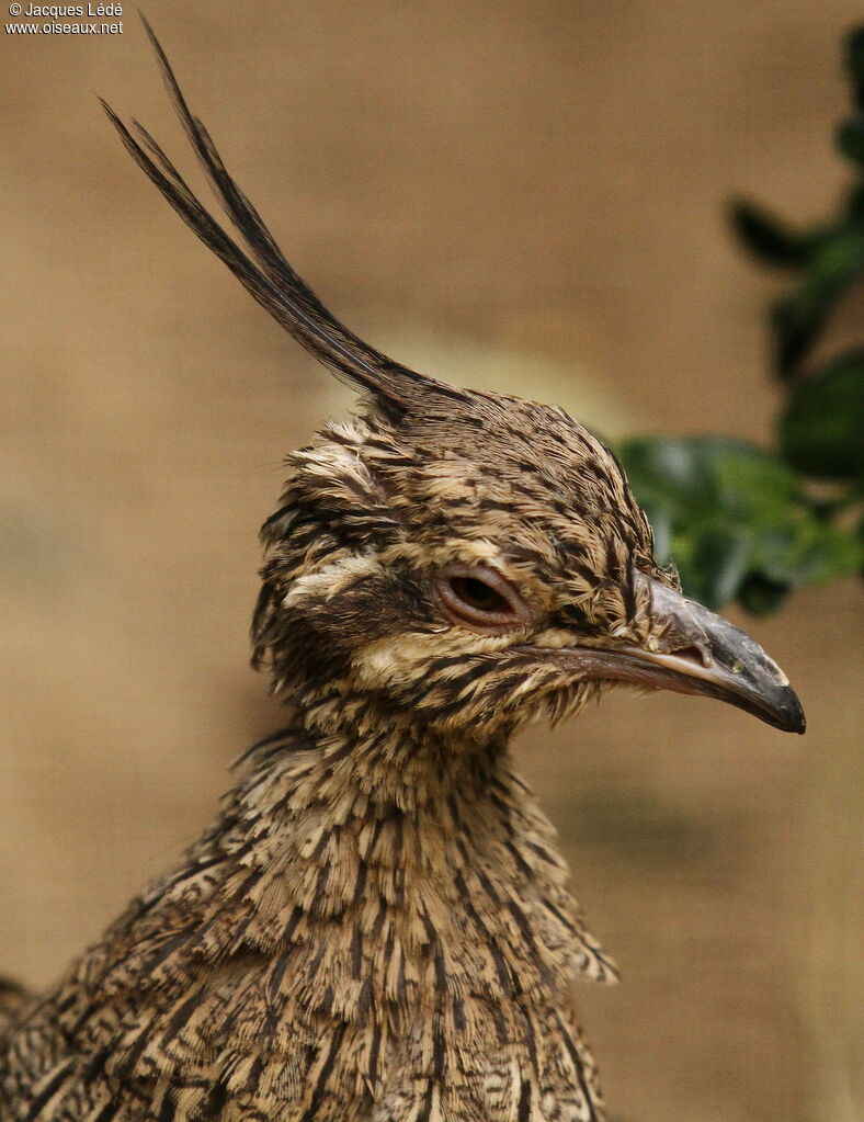 Elegant Crested Tinamou