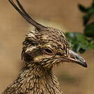 Tinamou élégant