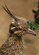 Elegant Crested Tinamou