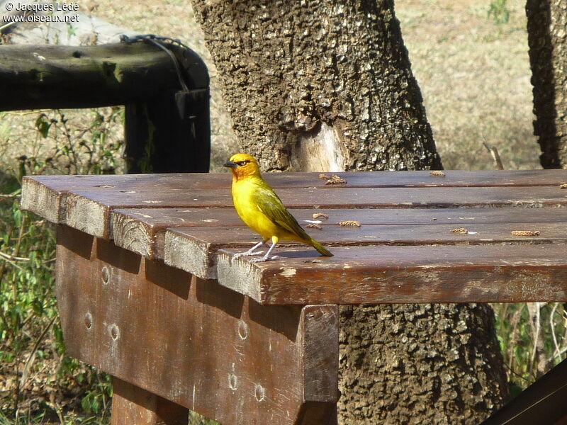 Spectacled Weaver