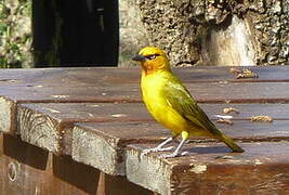 Spectacled Weaver