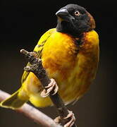 Village Weaver