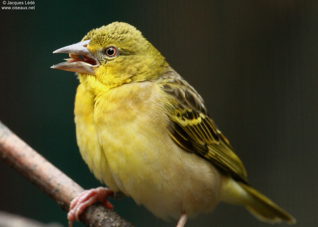 Village Weaver