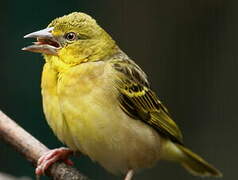 Village Weaver