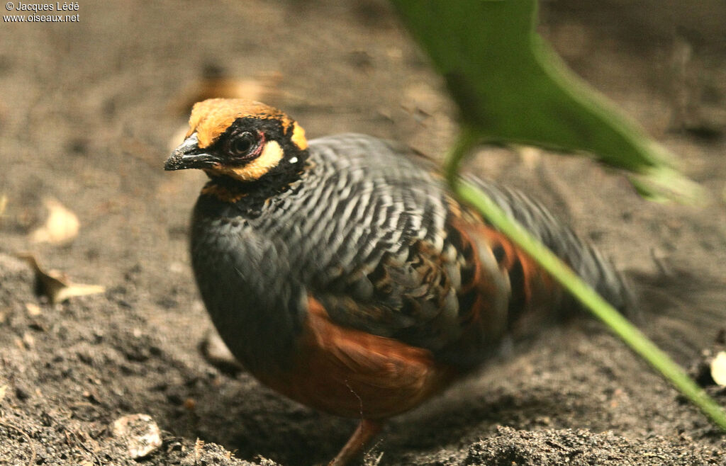 Chestnut-bellied Partridge