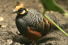 Chestnut-bellied Partridge