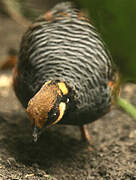 Chestnut-bellied Partridge