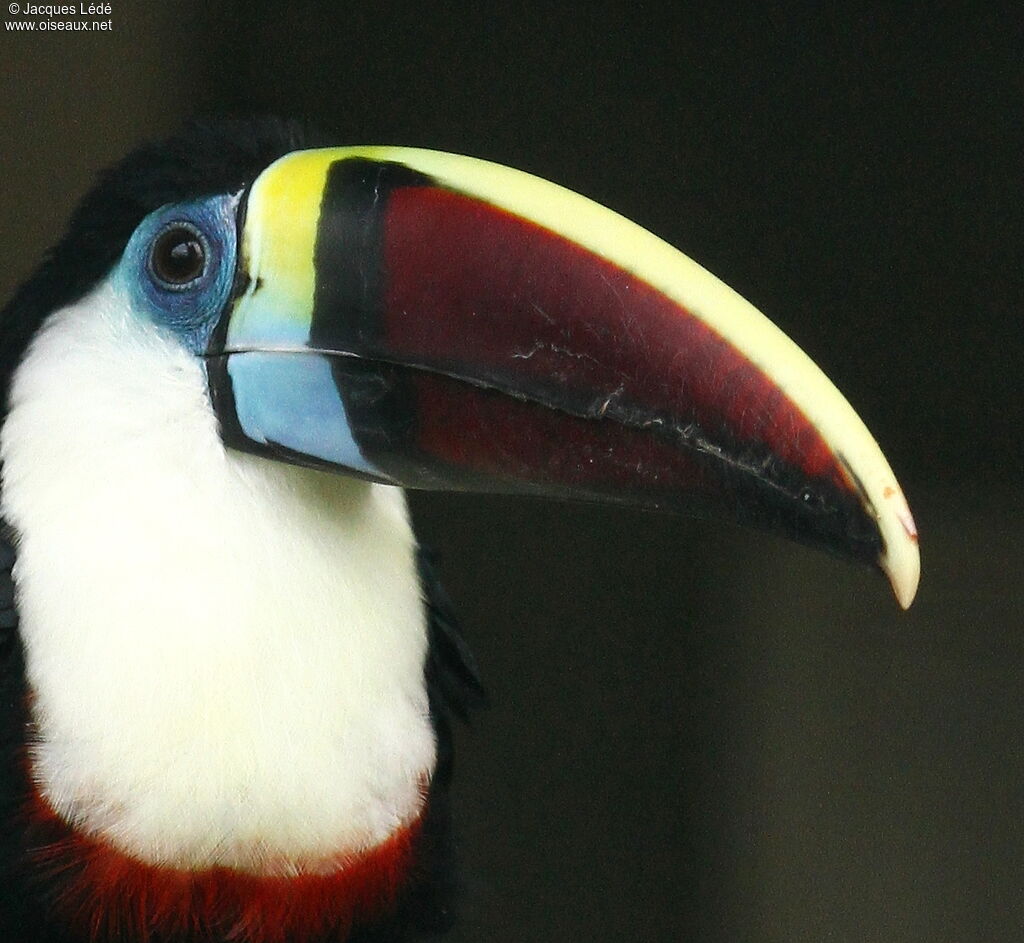 Toucan à bec rouge