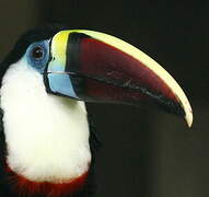 Toucan à bec rouge