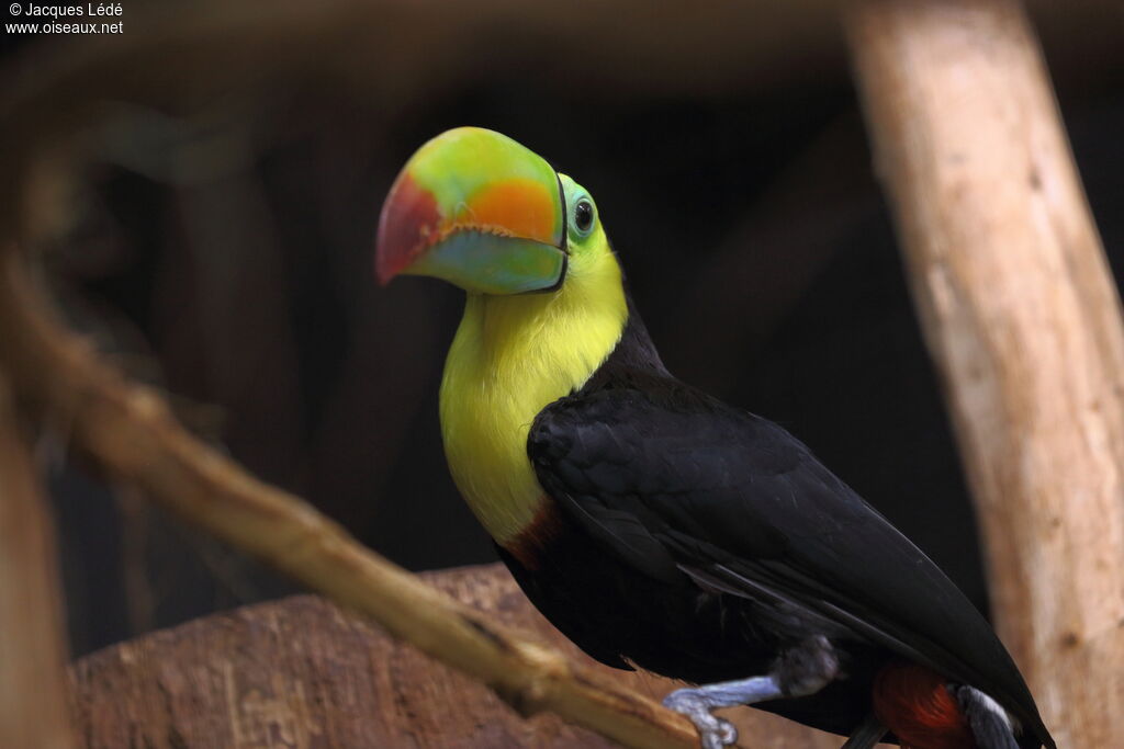 Toucan à carène