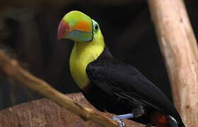 Toucan à carène