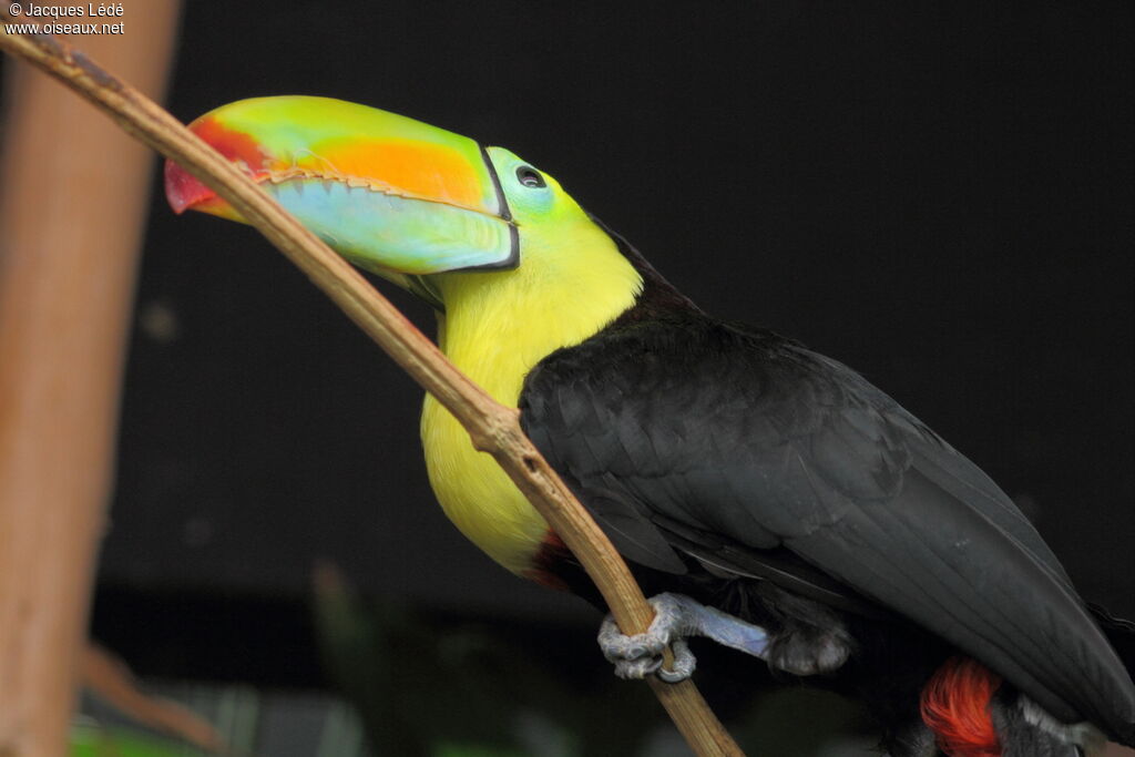 Keel-billed Toucan