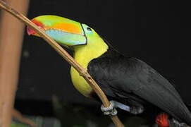 Toucan à carène