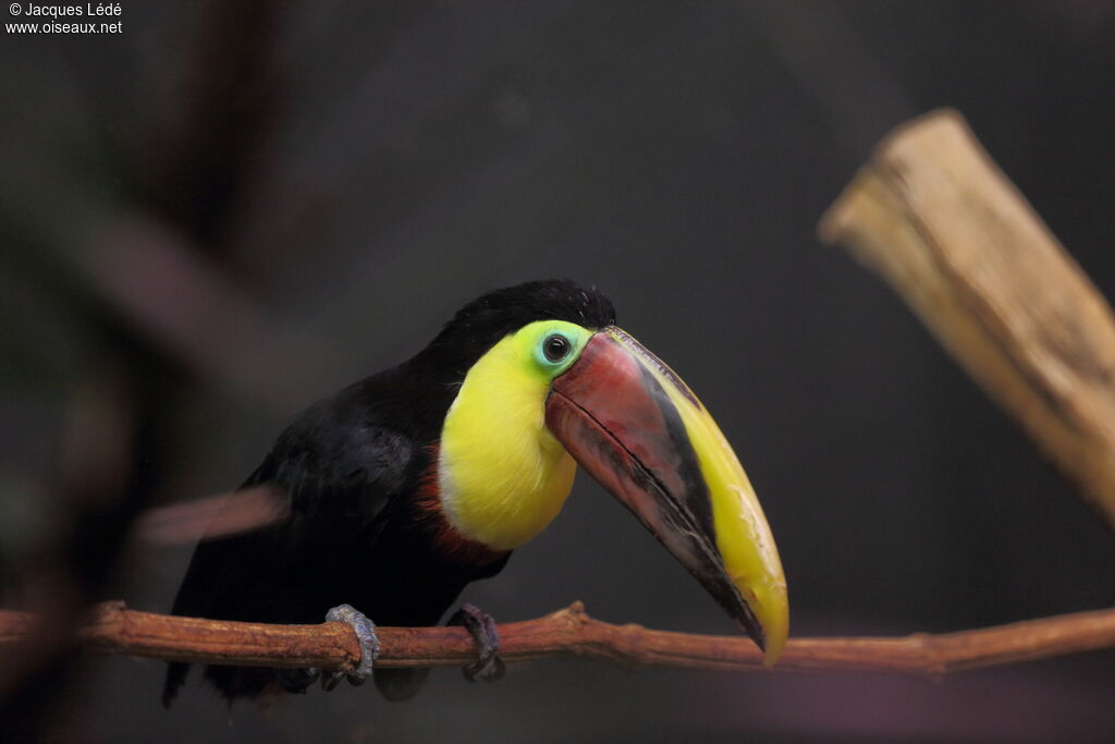 Yellow-throated Toucan (swainsonii)